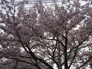 満開の桜DSC09988